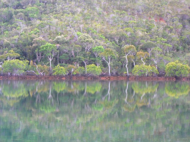 96- Reflets de mangrove au petit matin 
